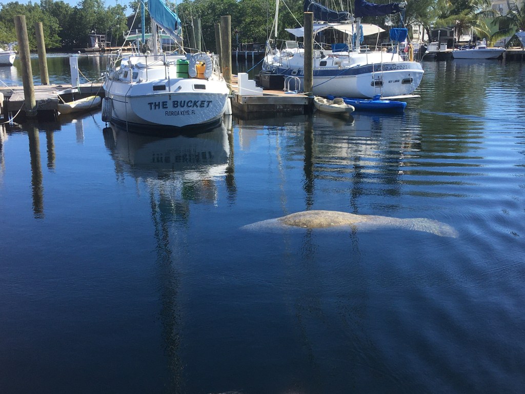 Manatee